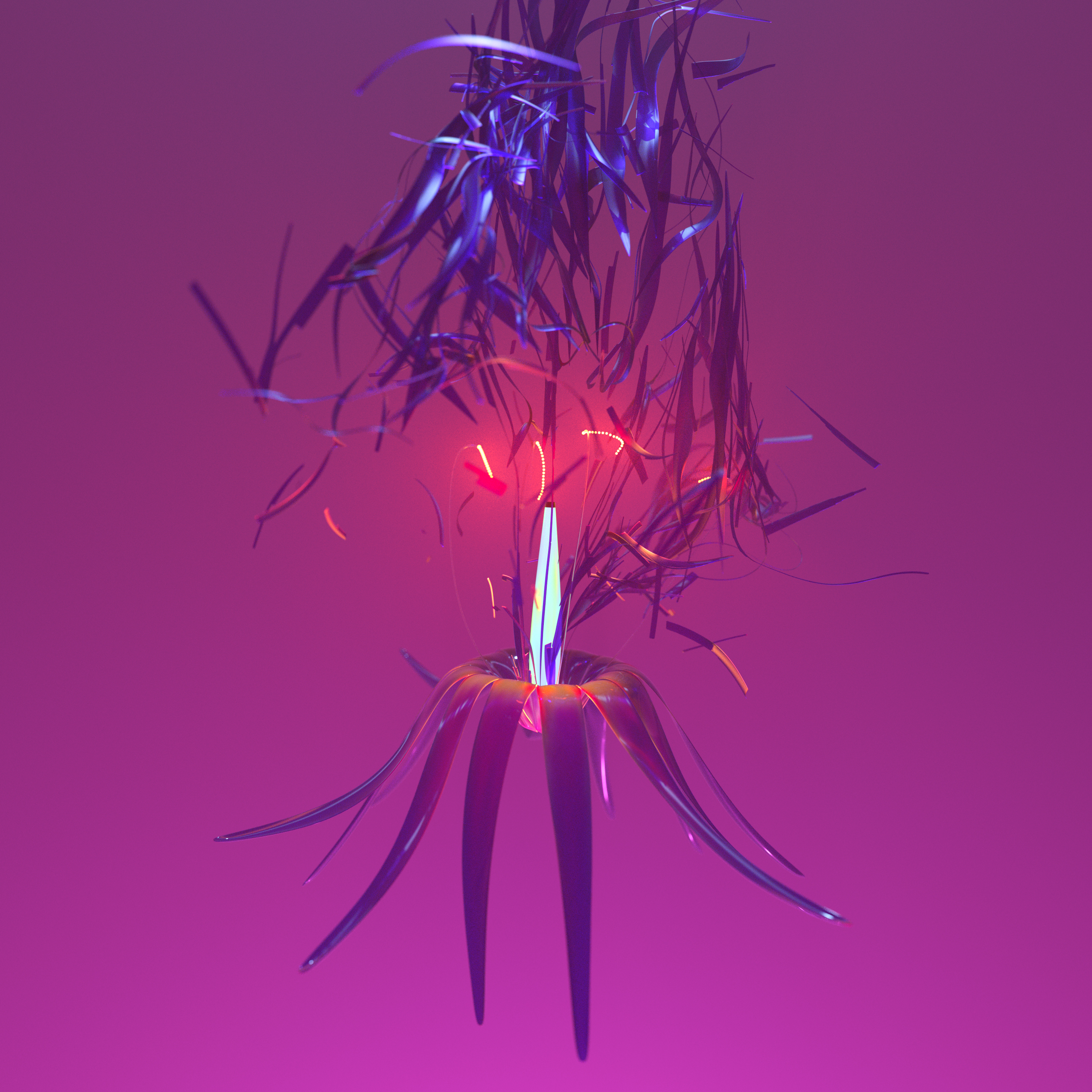 blossom_carlota_nbv_01