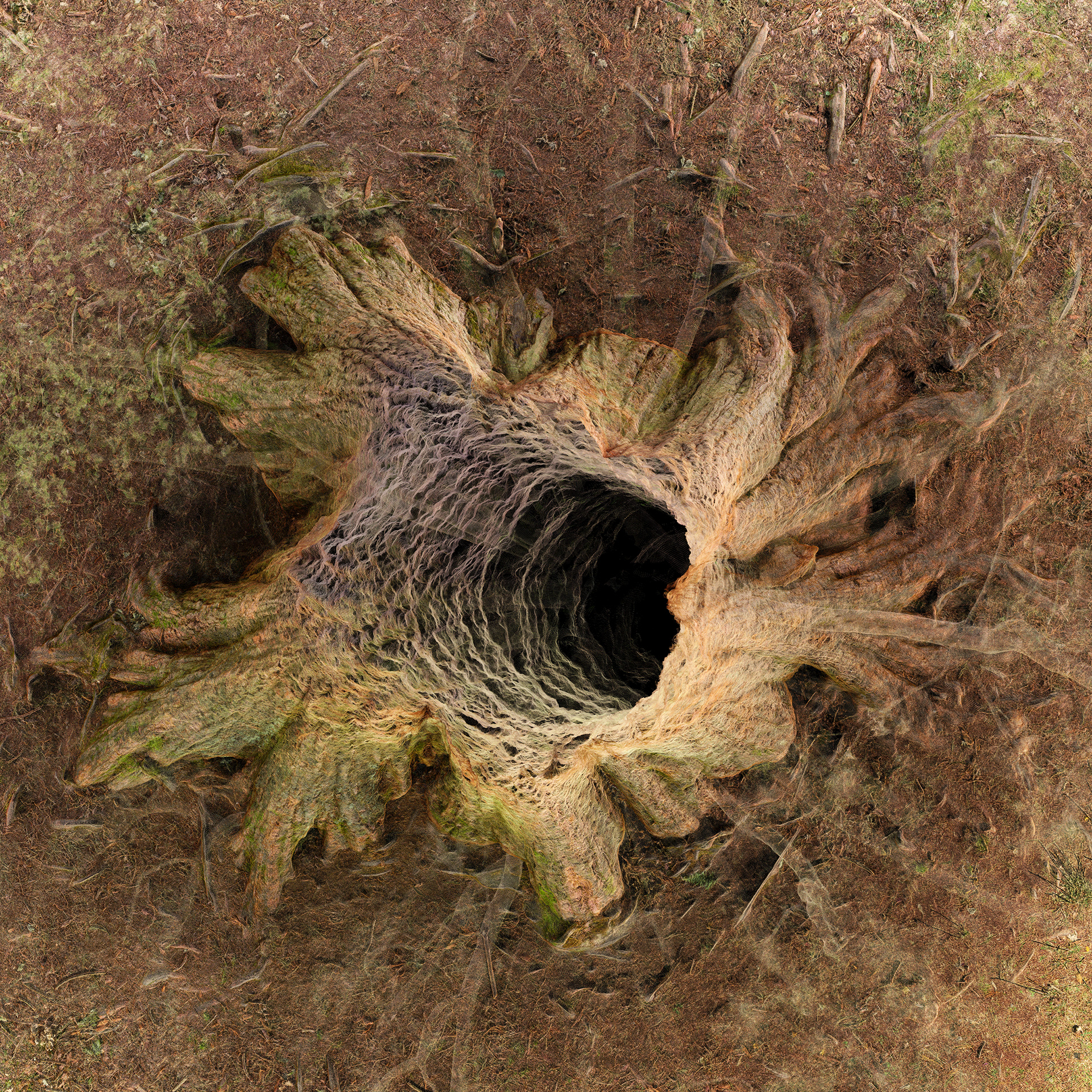 sequoia_img4_4web0_small